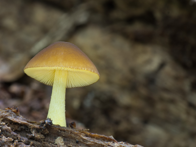 Pluteus romellii